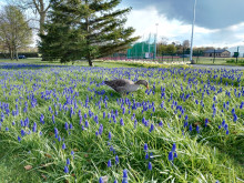 英國約克大學歷史環境院系設置辦學條件學院設置詳解